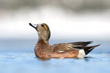 American Wigeon