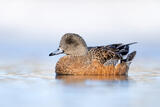 American Wigeon