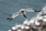 Northern Gannet