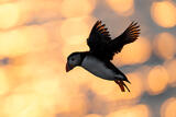 Psychedelic Puffin