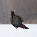 Wild Turkey