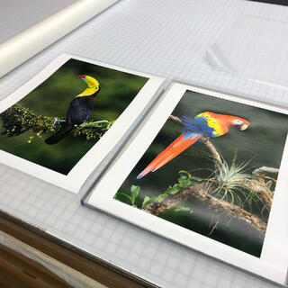 Fine Art Prints