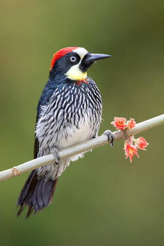 A male acorn woodpecker on a branch with a flower.