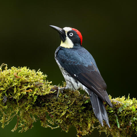 A female acorn woodpecker on a branch
