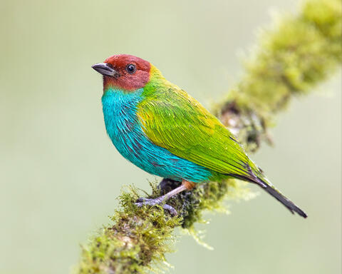 A bay-headed tanager in the rain on a branch.