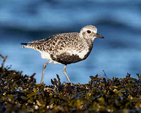 A black-bellied plover on the rocks in British Columbia