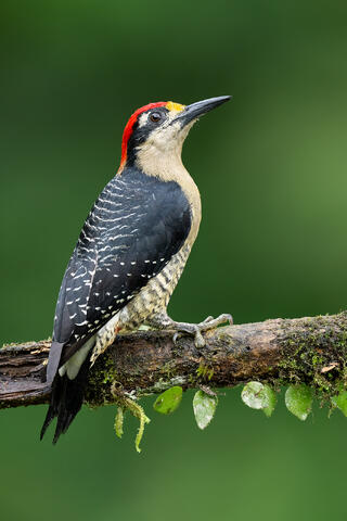 A black-cheeked woodpecker on a branch.