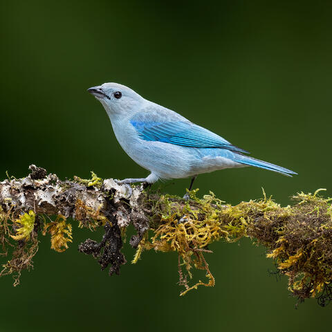 A blue-grey tanager on a branch with lots of moss.