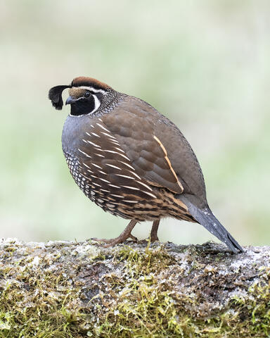 A male California quail on a snow-covered log in British Columbia.