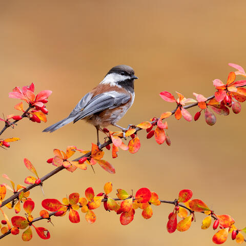 A chestnut-backed chickadee perching on Japanese barberry