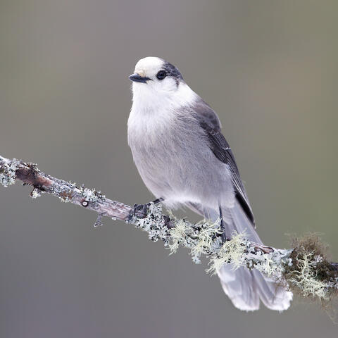 A Canada jay on a thin branch with moss
