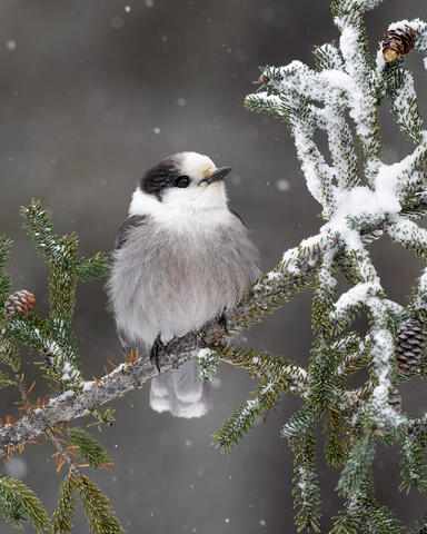 A Canada jay on a spruce limb in the falling snow, in New York's Adirondack Park.