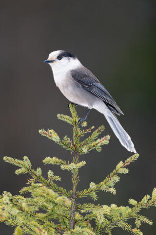 A Canada jay at the top of an evergreen tree.