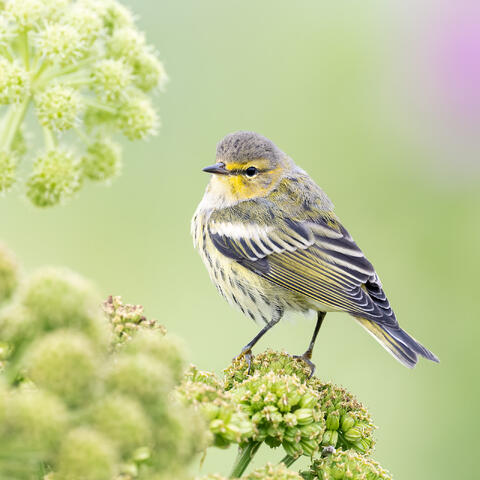 A Cape May warbler in fall plumage in an almost alien-looking field of wild celery plants in the islands of far eastern Quebec.