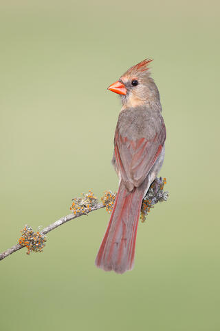 A female cardinal on a thin branch in Texas.