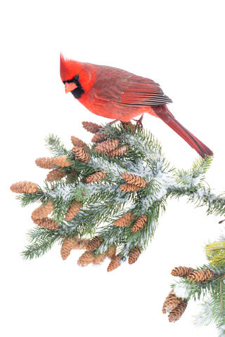 A male cardinal perched on spruce cones