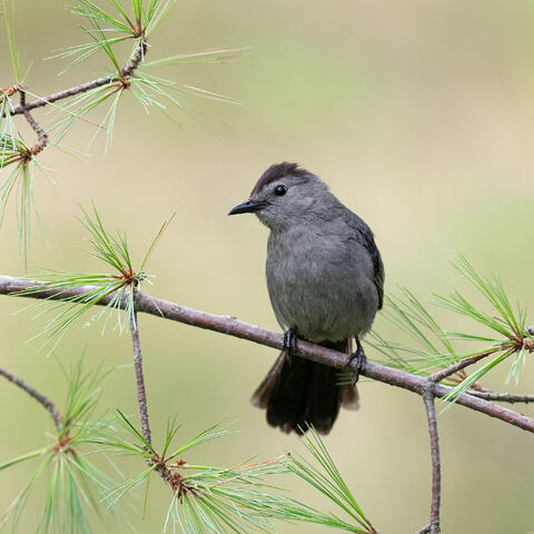 A gray catbird perched on a pine branch