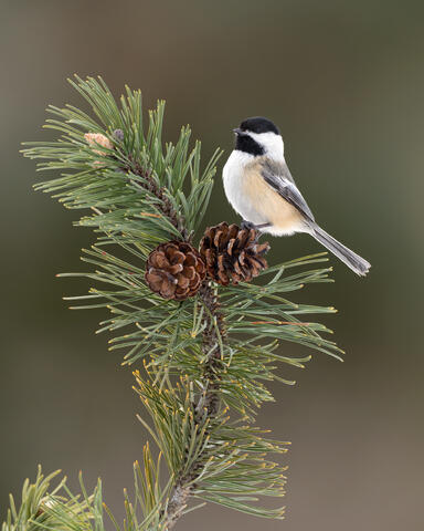 A black-capped chickadee standing on a pine tree branch