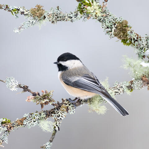 A black-capped chickadee on a branch in a winter setting.