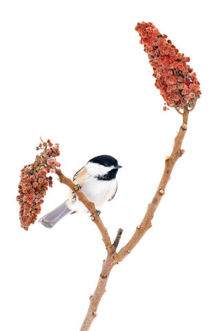 A black-capped chickadee pauses on top of a sumac tree against a background of fresh snow in Quebec.