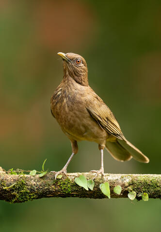 A clay-colored thrush on a branch with vines.