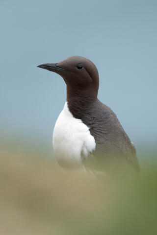 A common murre perched on the edge of a cliff, surrounded by tall grass