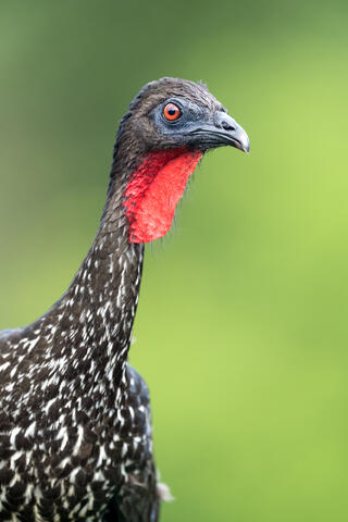A close-up shot of a crested guan