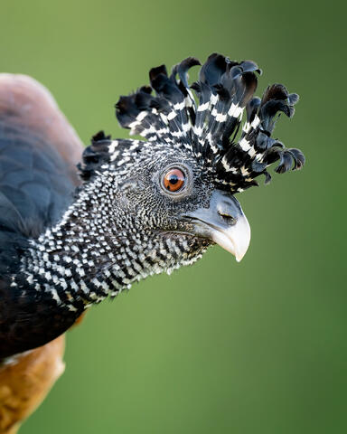 A close-up of a female great curassow