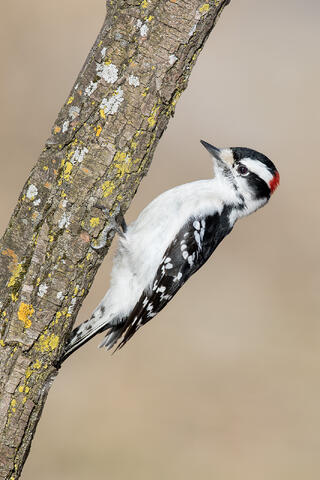 A male downy woodpecker holds on to the back side of a tree branch covered in colorful lichens.