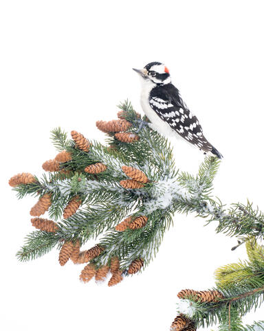 A male downy woodpecker on a branch with cones, against a white snow background