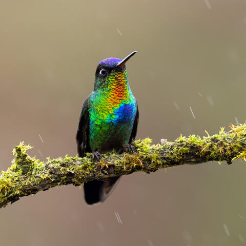 A fiery-throated hummingbird on a branch in the rain.