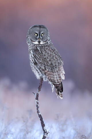 A great grey owl perched on a branch in the purple light of a fading sunset.