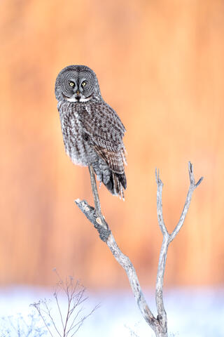 A great grey owl in a small tree, against a sunset orange background