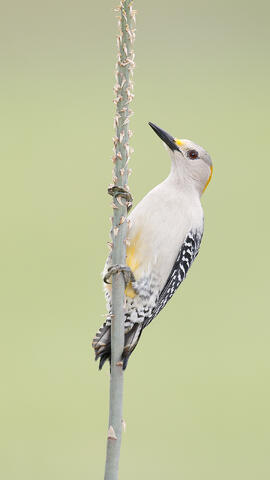 A female golden-fronted woodpecker in Texas, clinging to a slender stem.