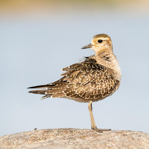 A juvenile American golden plover preening on the rocks in Quebec.