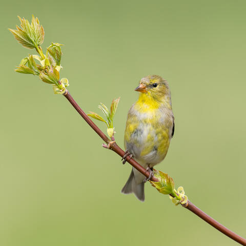 A goldfinch on a branch with brand new leaves sprouting, in springtime in a Montreal park.