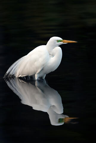 A great egret and its reflection in dark water.