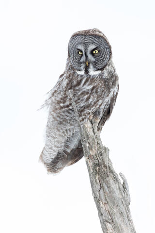 A great gray owl in a strong wind in Quebec.