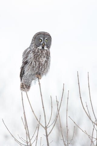 A great gray owl on an overcast day, perched at the top of a stand of sumac in southern Quebec.