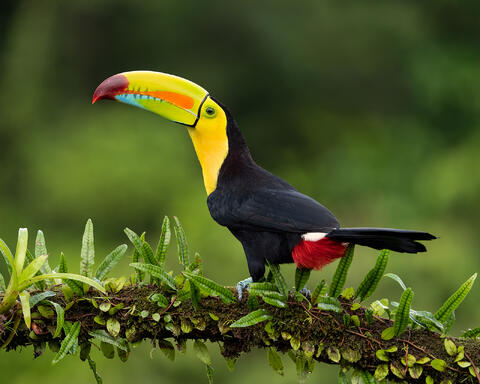 A keel-billed toucan performing a territorial display.