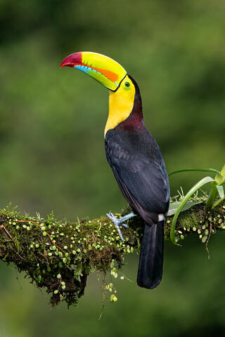 A keel-billed toucan on a branch looking up.