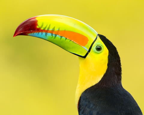 A close-up of a keel-billed toucan