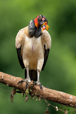 An adult king vulture standing on a log.