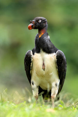 A juvenile king vulture standing on the ground.