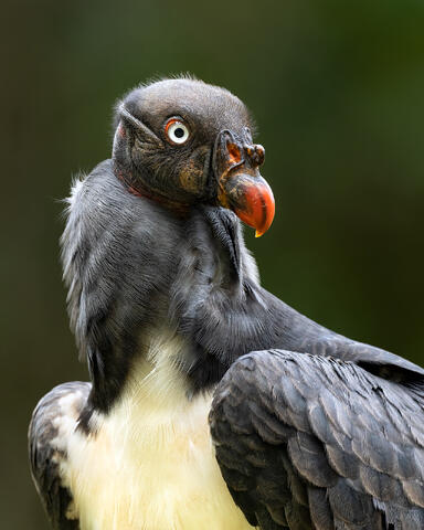 A young king vulture in close-up.