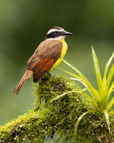 A great kiskadee on a branch in the rain
