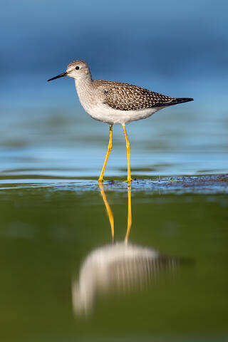 A lesser yellowlegs in shallow water with its reflection.