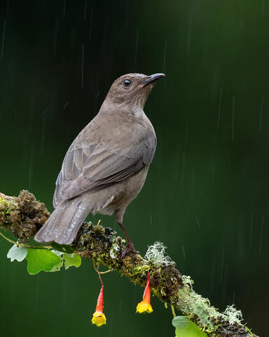 A mountain thrush in the rain, perched on a branch with flowers.