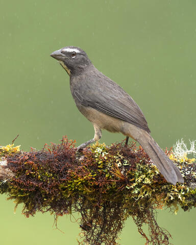 A northern grey saltator on a mossy branch in the rain