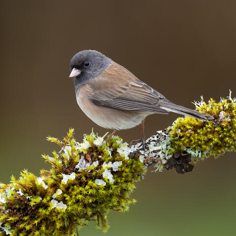An Oregon junco looking over its shoulder on a mossy branch with spots of snow and ice in British Columbia.